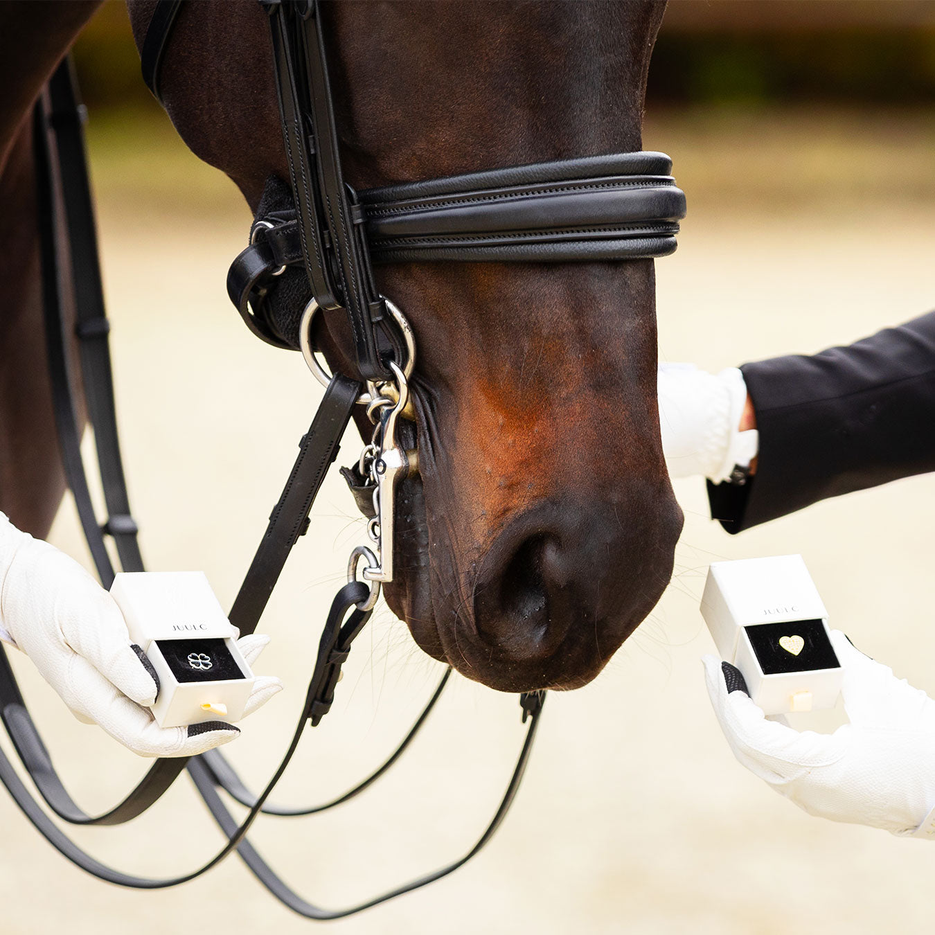 Two Lucky Pins presented in the box and positioned next to a horse's nose